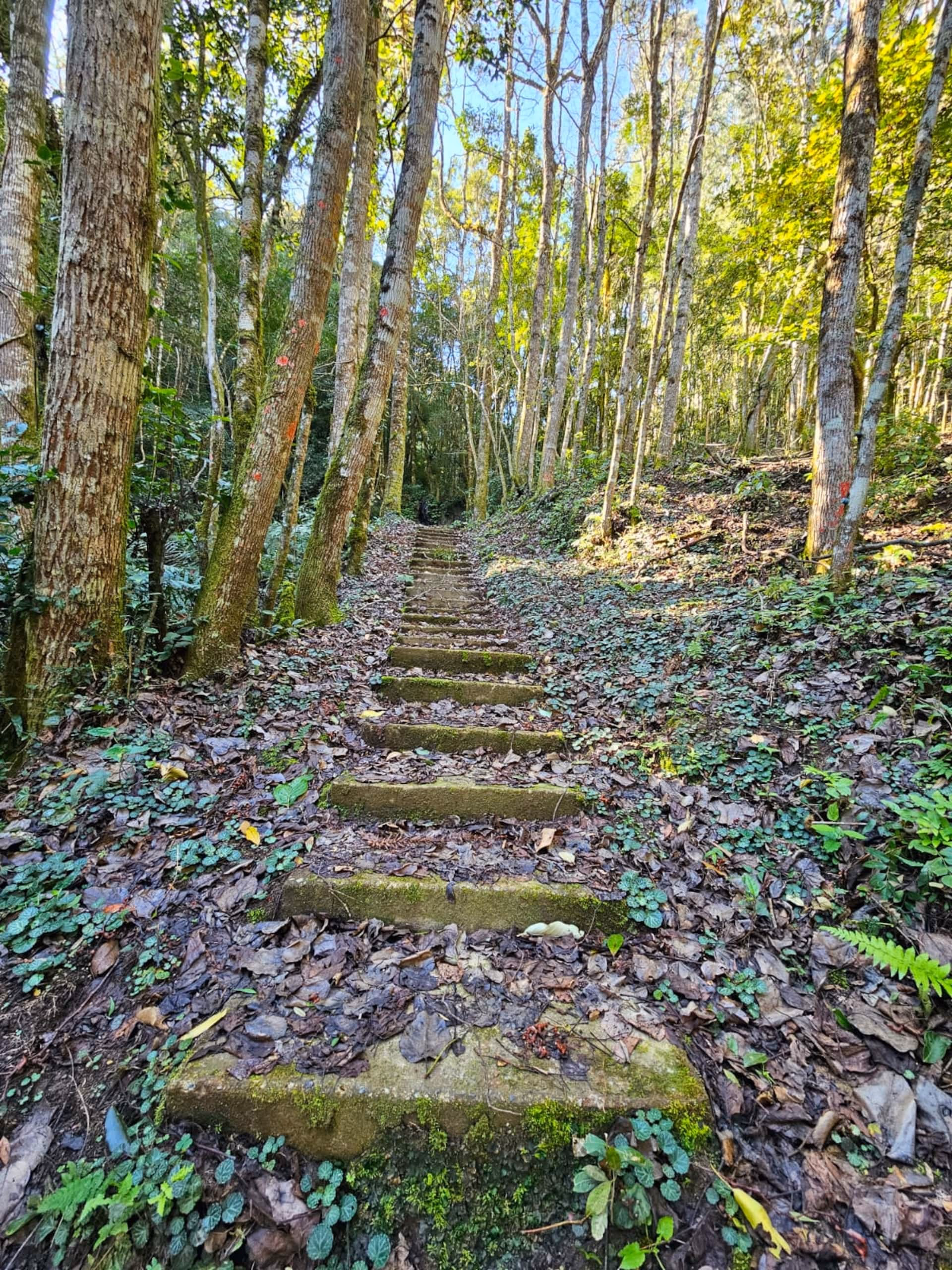 Trilha de pedras em meio à mata nativa, na Serra do Costão do Frade