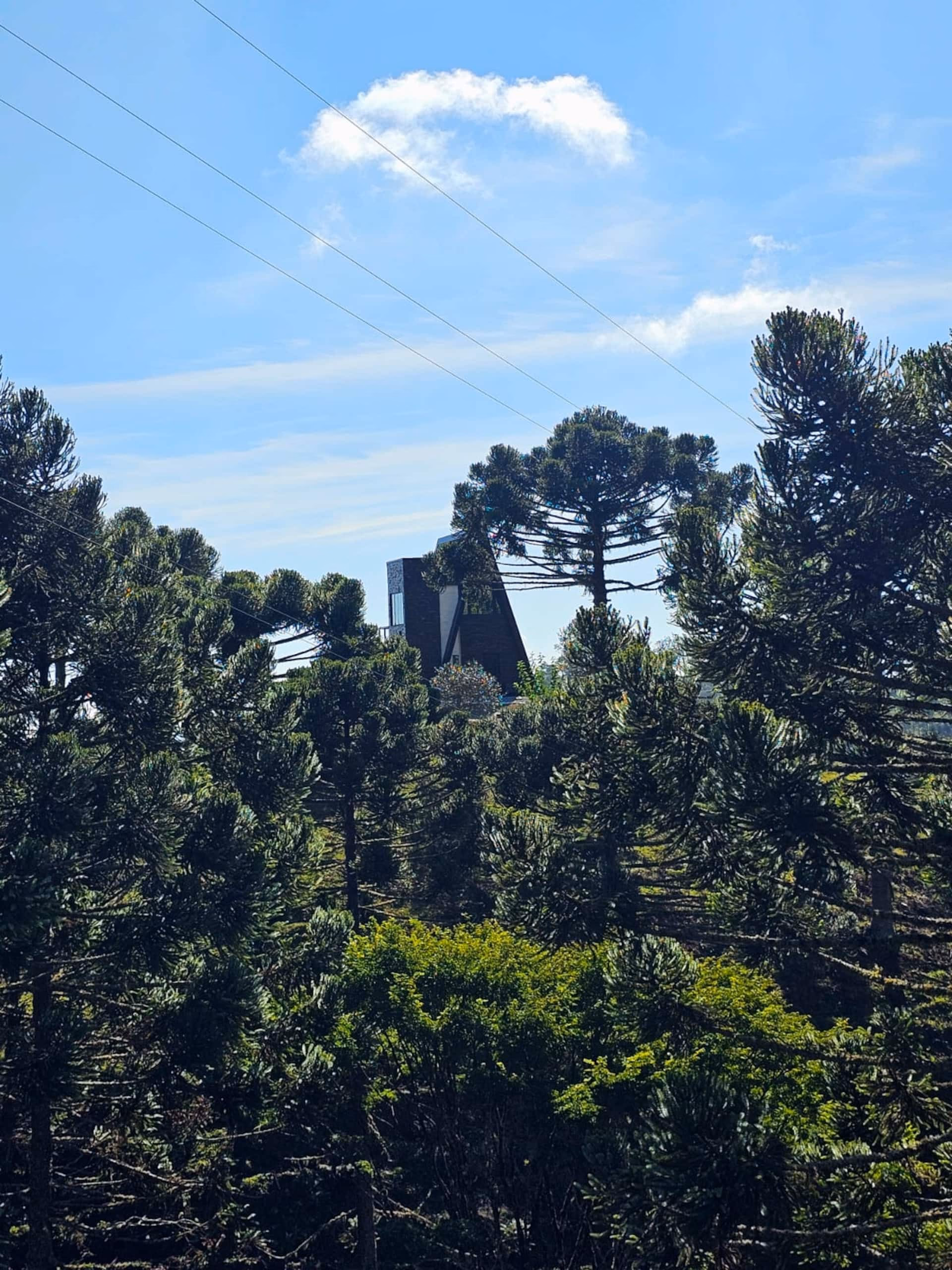 Araucárias nativas da Serra Catarinense contra o céu azul, no entorno do chalé