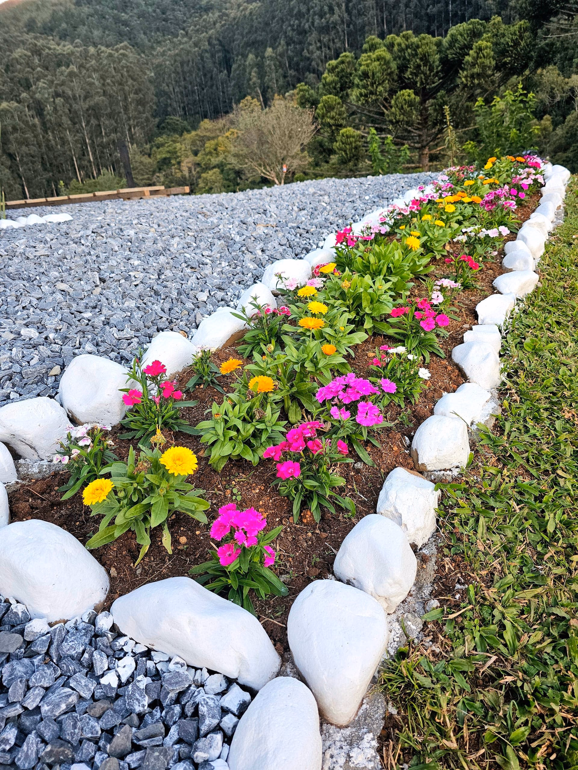 Canteiro de flores coloridas contornado por pedras brancas